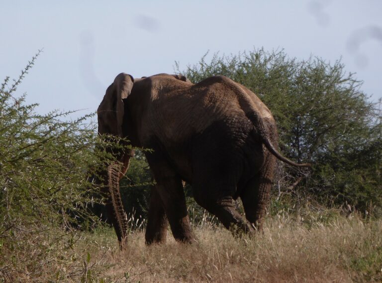 Mit Round Square nach Kenia