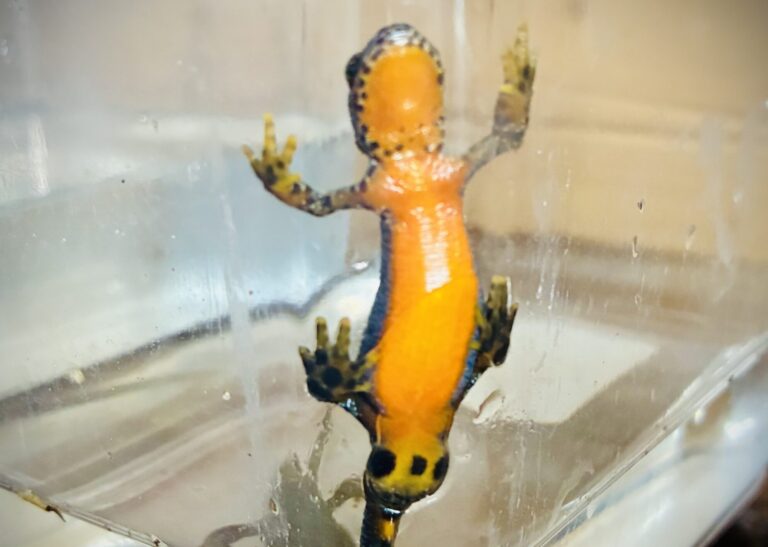 Exkursionen der 5. Klassen